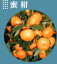 蜜柑